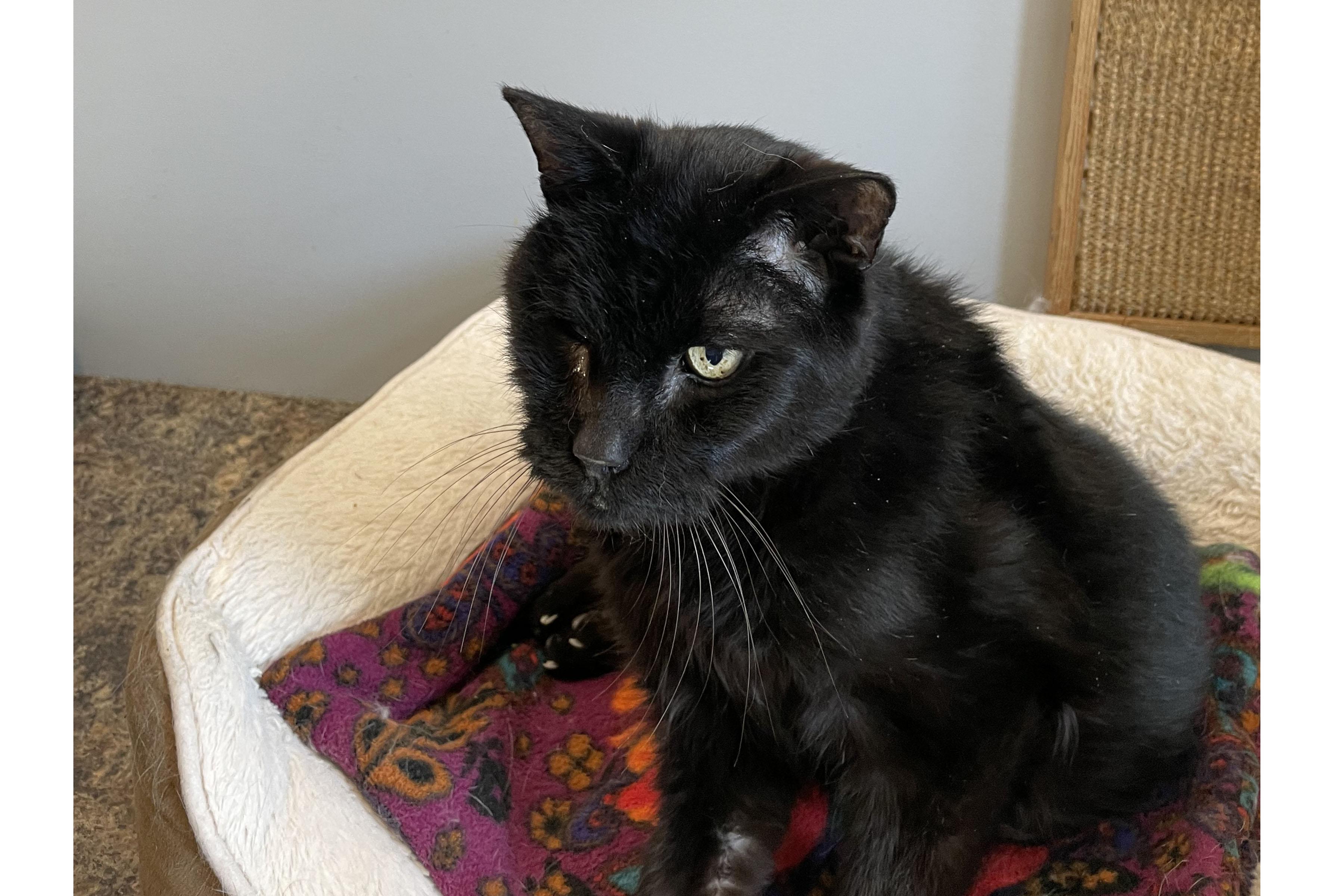 Enlarge Louis, a ADOPTABLE Domestic Short Hair in Lincoln, NE image 2/2