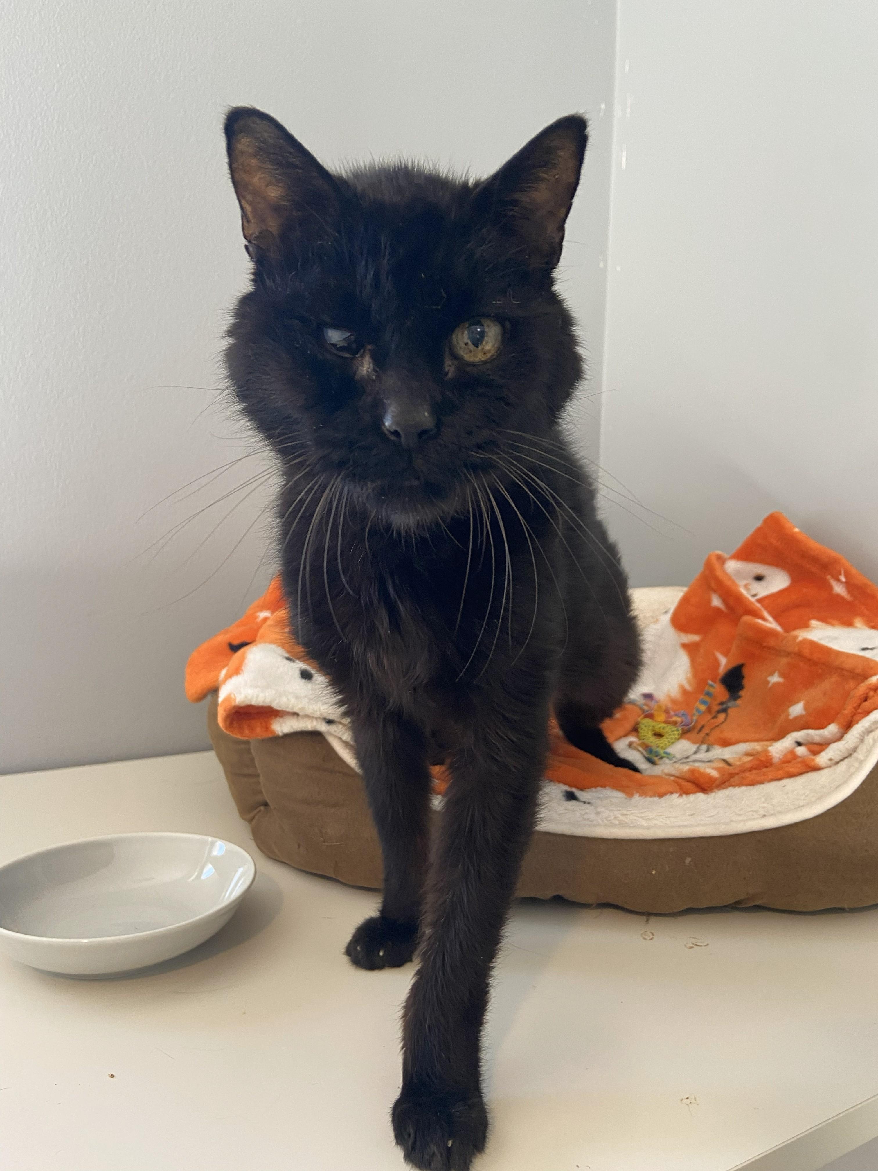 Louis, ADOPTABLE, Senior Male Domestic Short Hair.