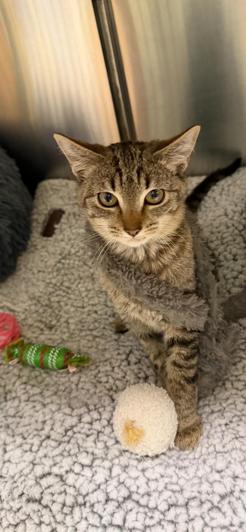 Blitzen , a ADOPTABLE mixed breed in Greensboro, NC image 3/6