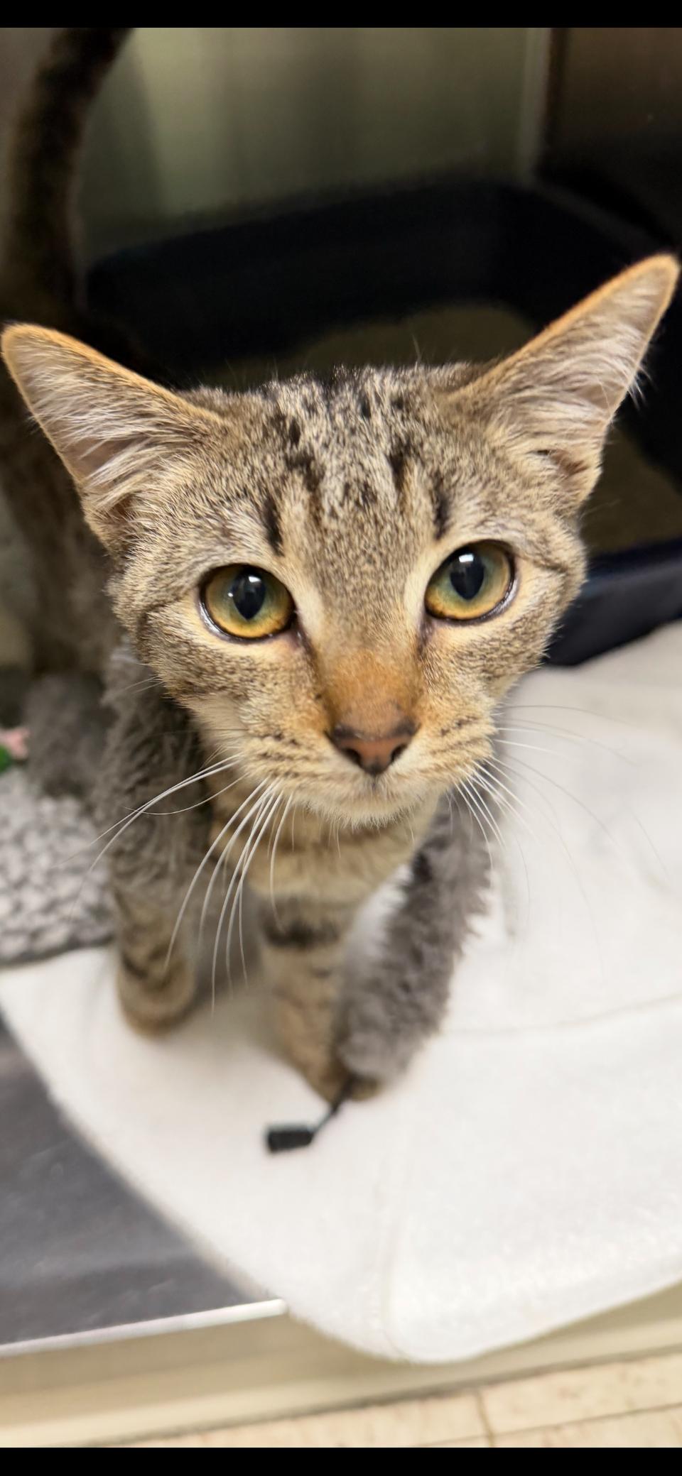 Blitzen , a ADOPTABLE mixed breed in Greensboro, NC image 2/6