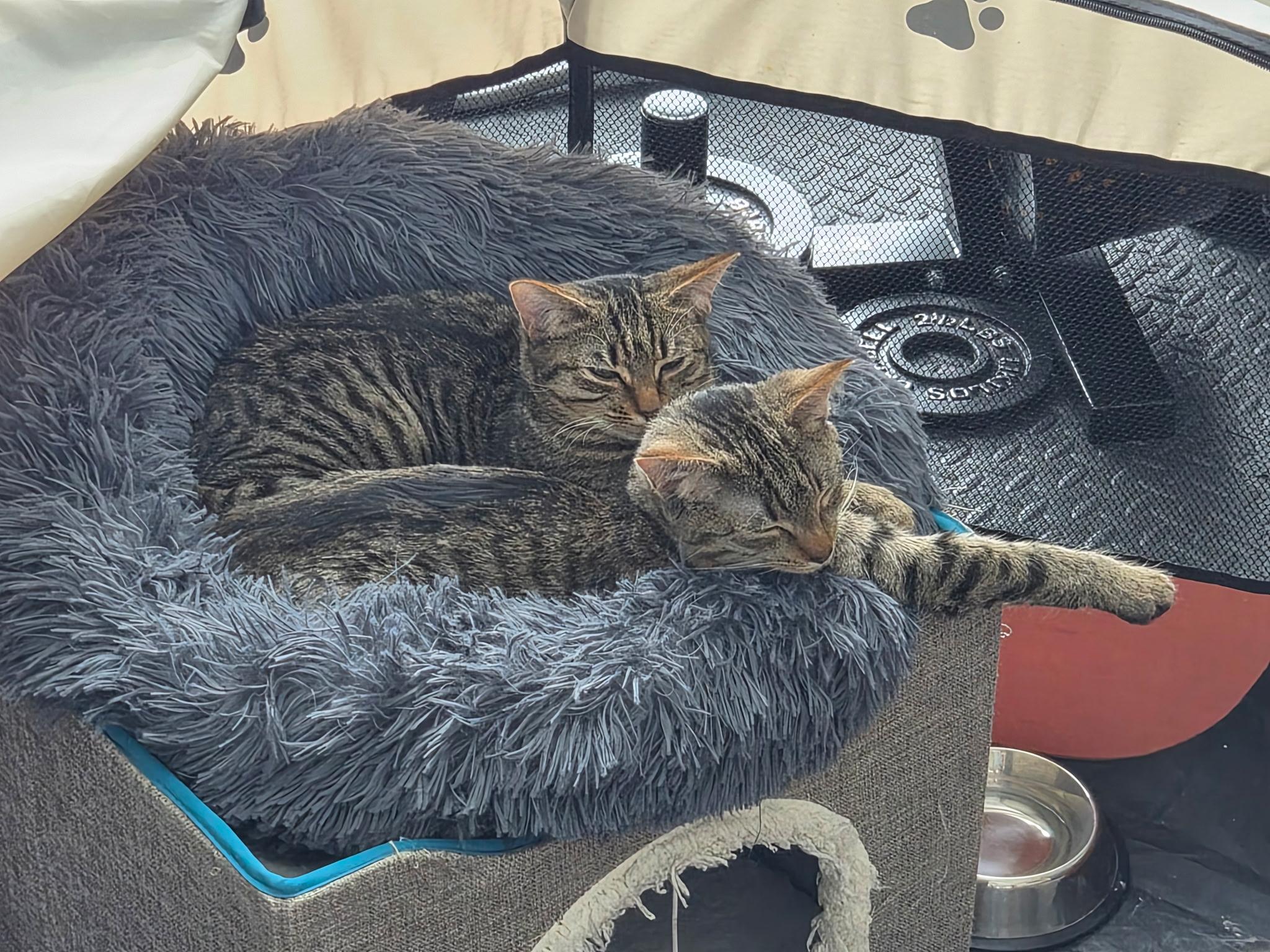 Blitzen , a ADOPTABLE mixed breed in Greensboro, NC image 5/6