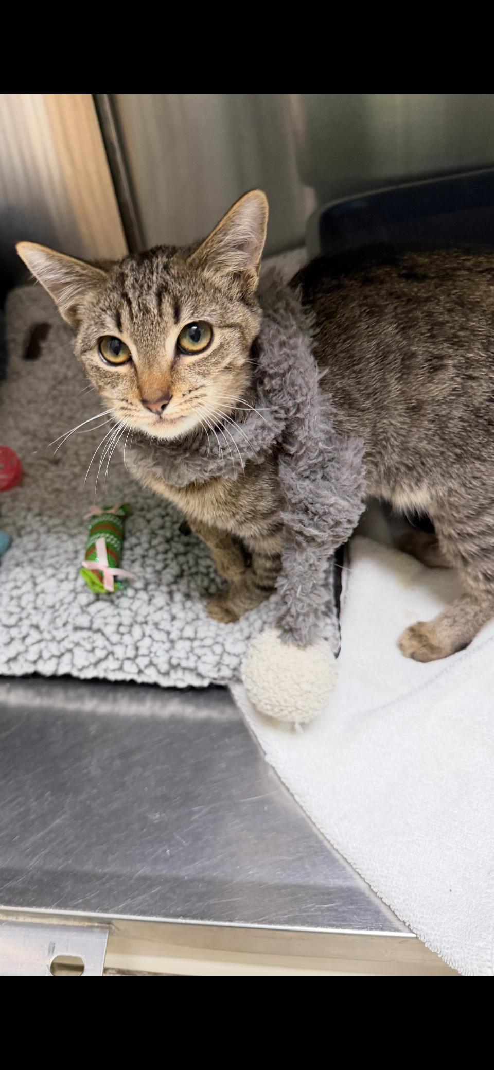 Blitzen , a ADOPTABLE mixed breed in Greensboro, NC image 4/6