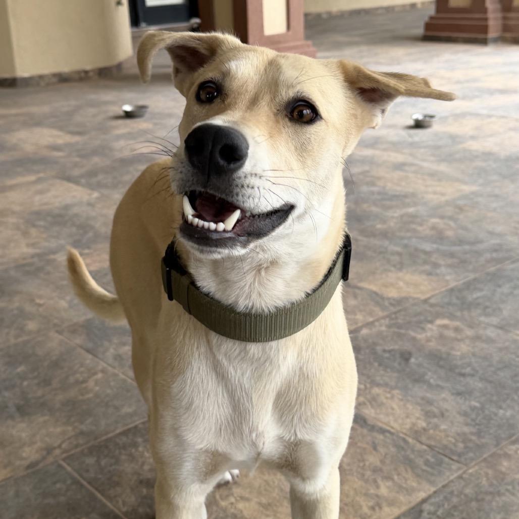 Scout, a Adoptable mixed breed in Midland, TX image 1/3