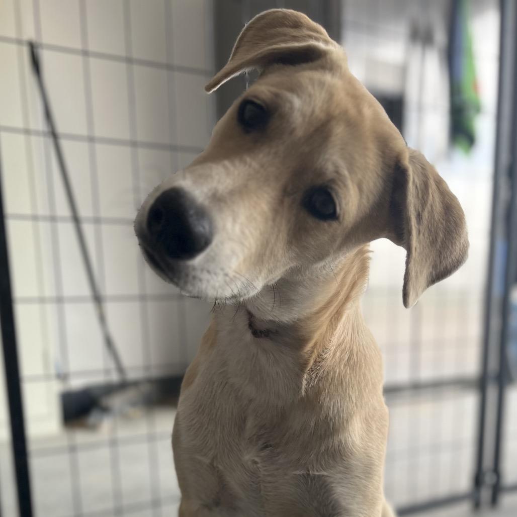 Scout, a Adoptable mixed breed in Midland, TX image 2/3
