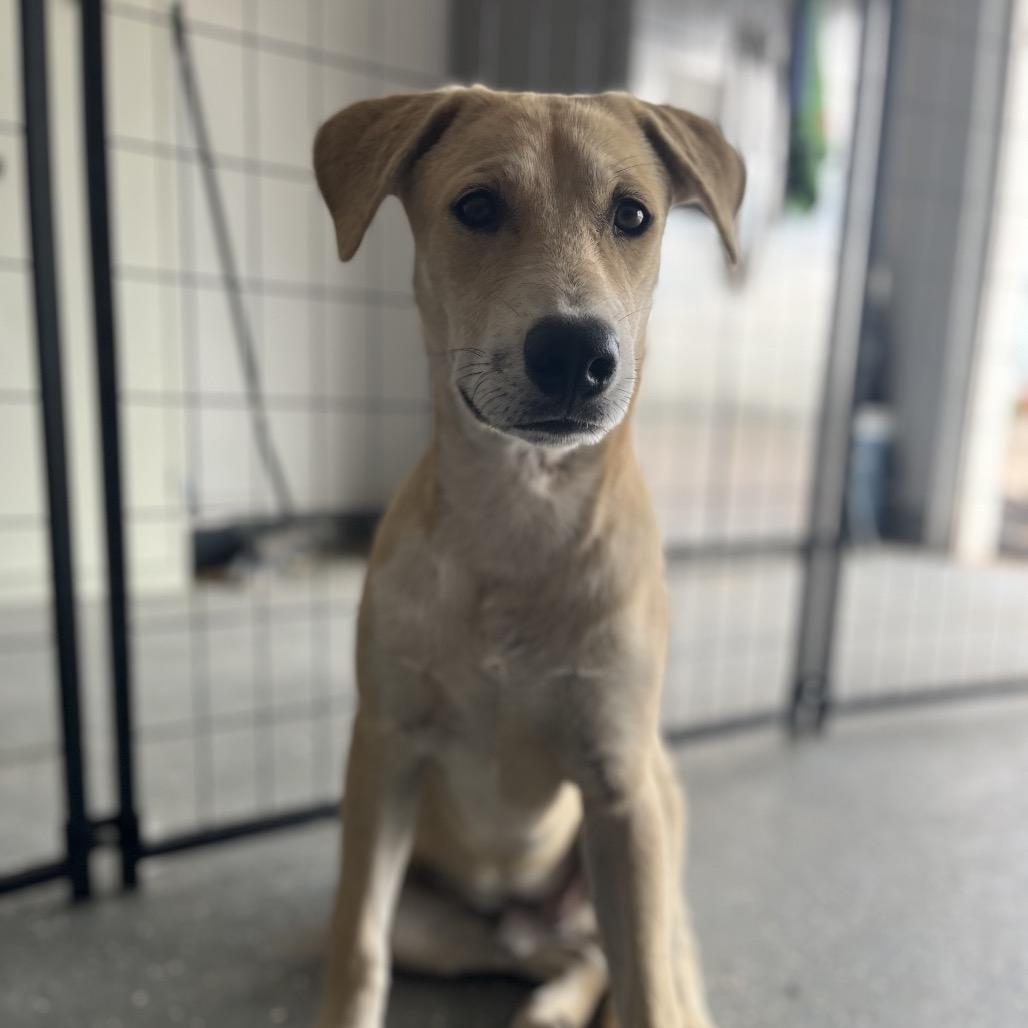 Scout, a Adoptable mixed breed in Midland, TX image 3/3