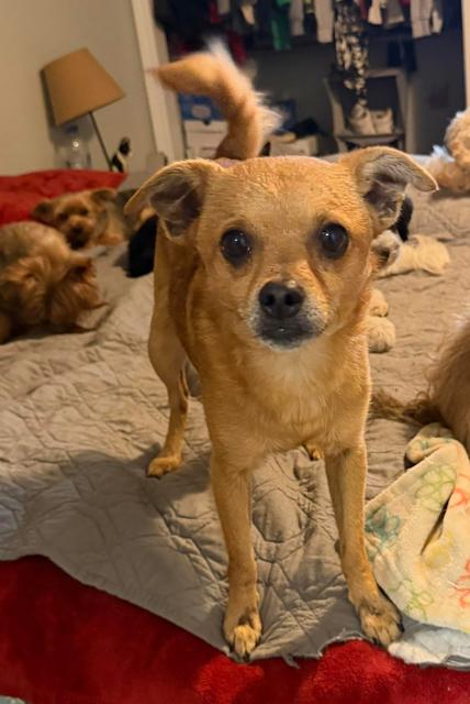 Chico aka Wally - photo 1