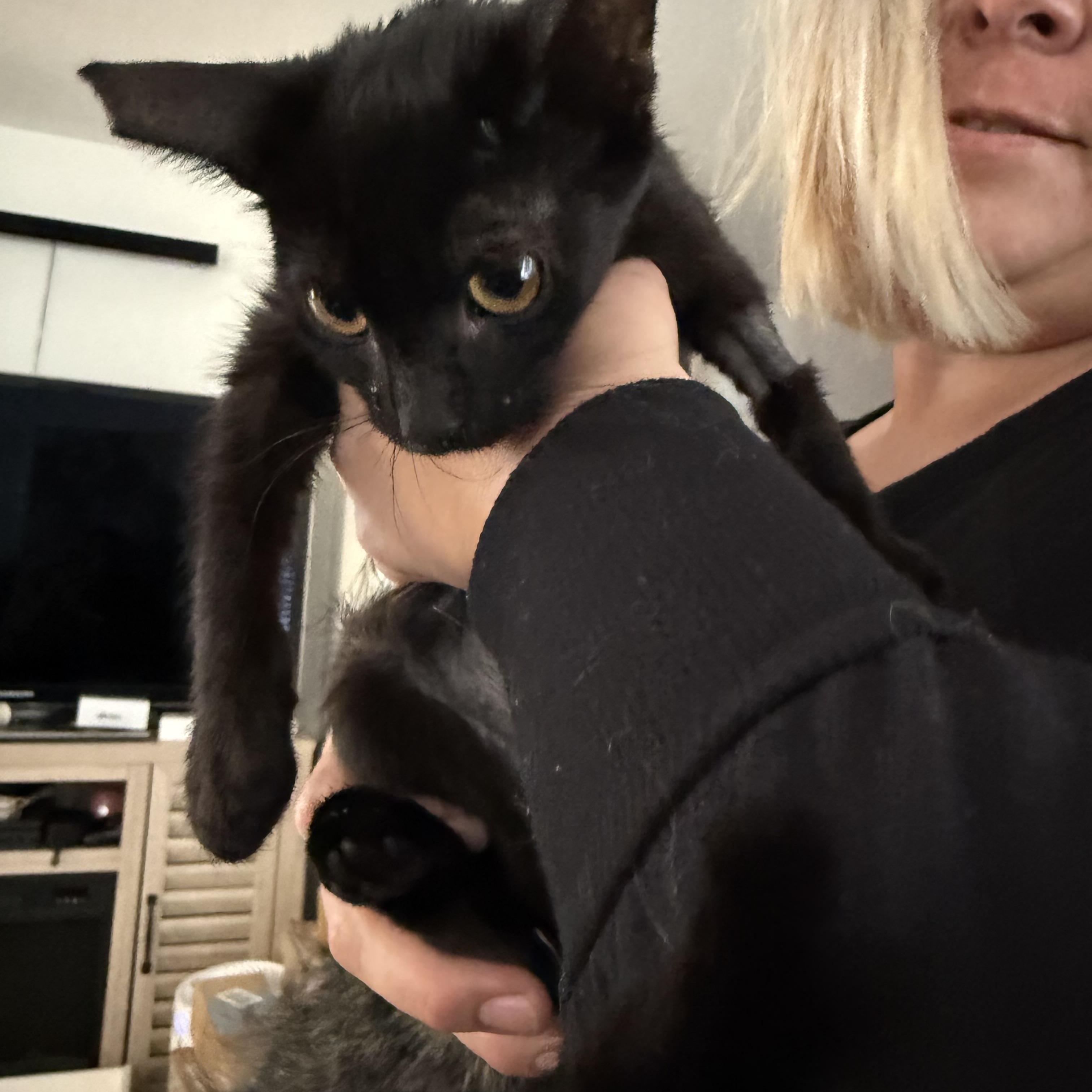 Dakota, adopted, Kitten Female Burmese.