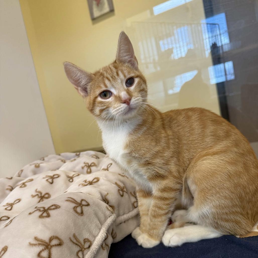 Sugar, Adoptable, Kitten Female Domestic Short Hair.