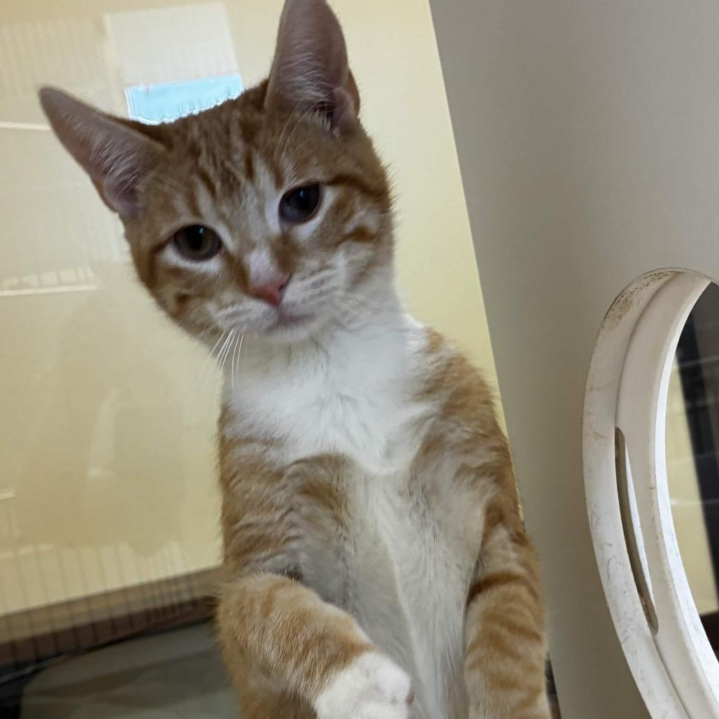 Enlarge Sugar, a Adoptable Domestic Short Hair in Beaumont, TX image 2/5