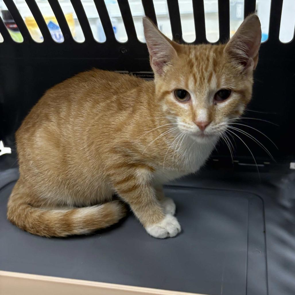 Enlarge Sugar, a Adoptable Domestic Short Hair in Beaumont, TX image 3/5