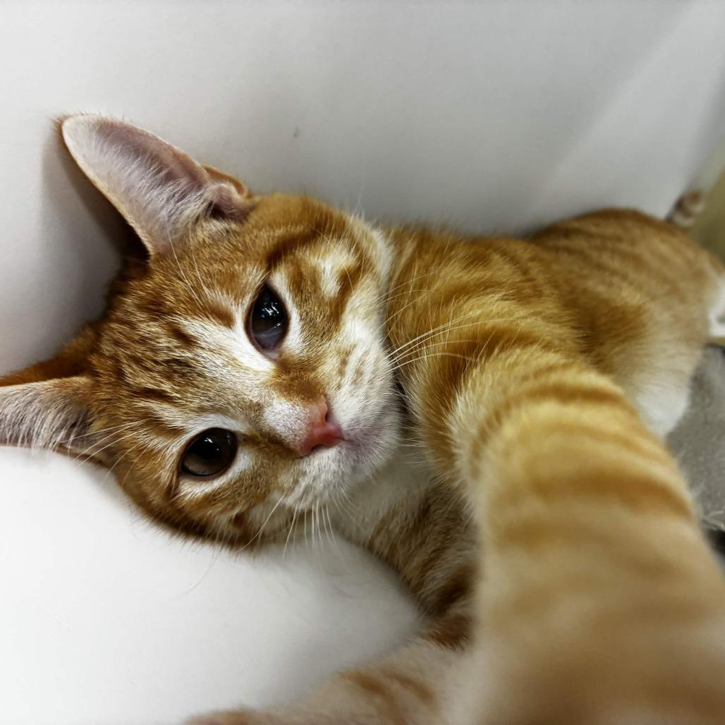 Enlarge Sugar, a Adoptable Domestic Short Hair in Beaumont, TX image 4/5