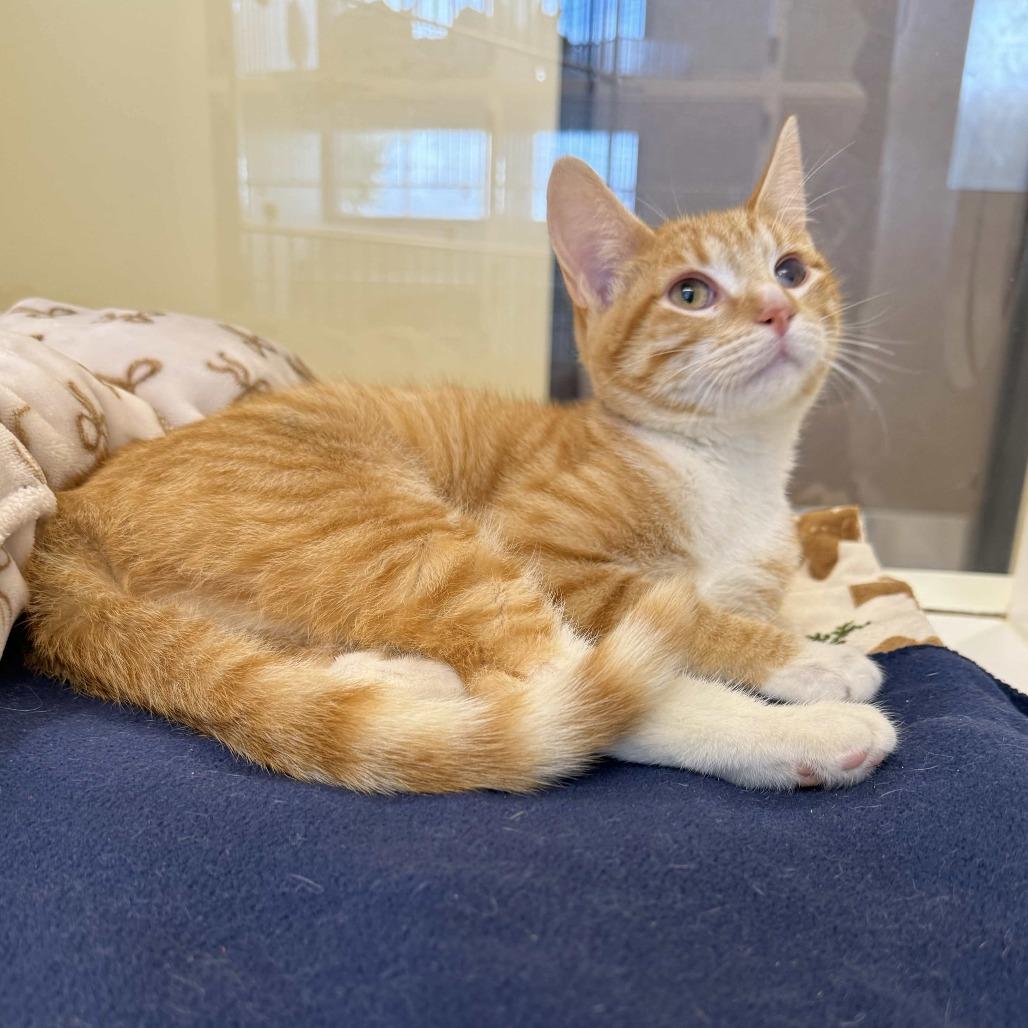 Enlarge Sugar, a Adoptable Domestic Short Hair in Beaumont, TX image 5/5