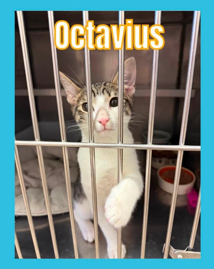 Octavius, Adoptable, Kitten Male Domestic Short Hair.
