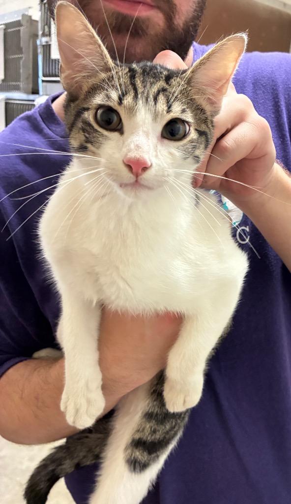 Enlarge Octavius, a Adoptable mixed breed in Bossier City, LA image 2/2