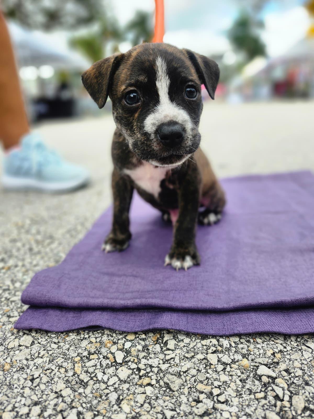 Enlarge Drumstick, a ADOPTABLE mixed breed in Sunrise, FL image 1/4