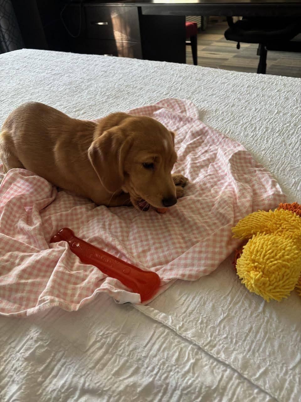 Eden, adopted, Puppy Female Beagle.