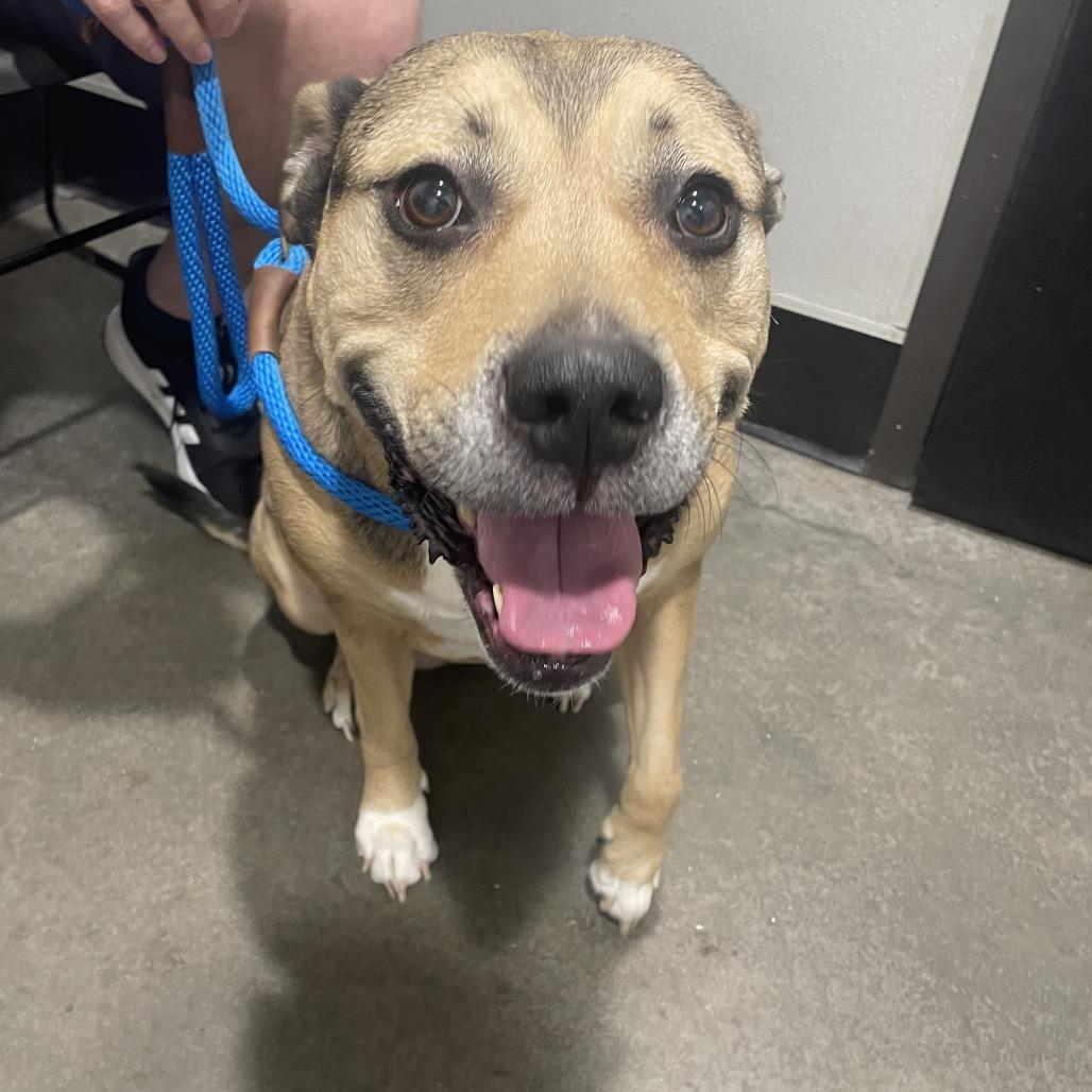 Bailey 2, Adoptable, Adult Female Terrier & Terrier.