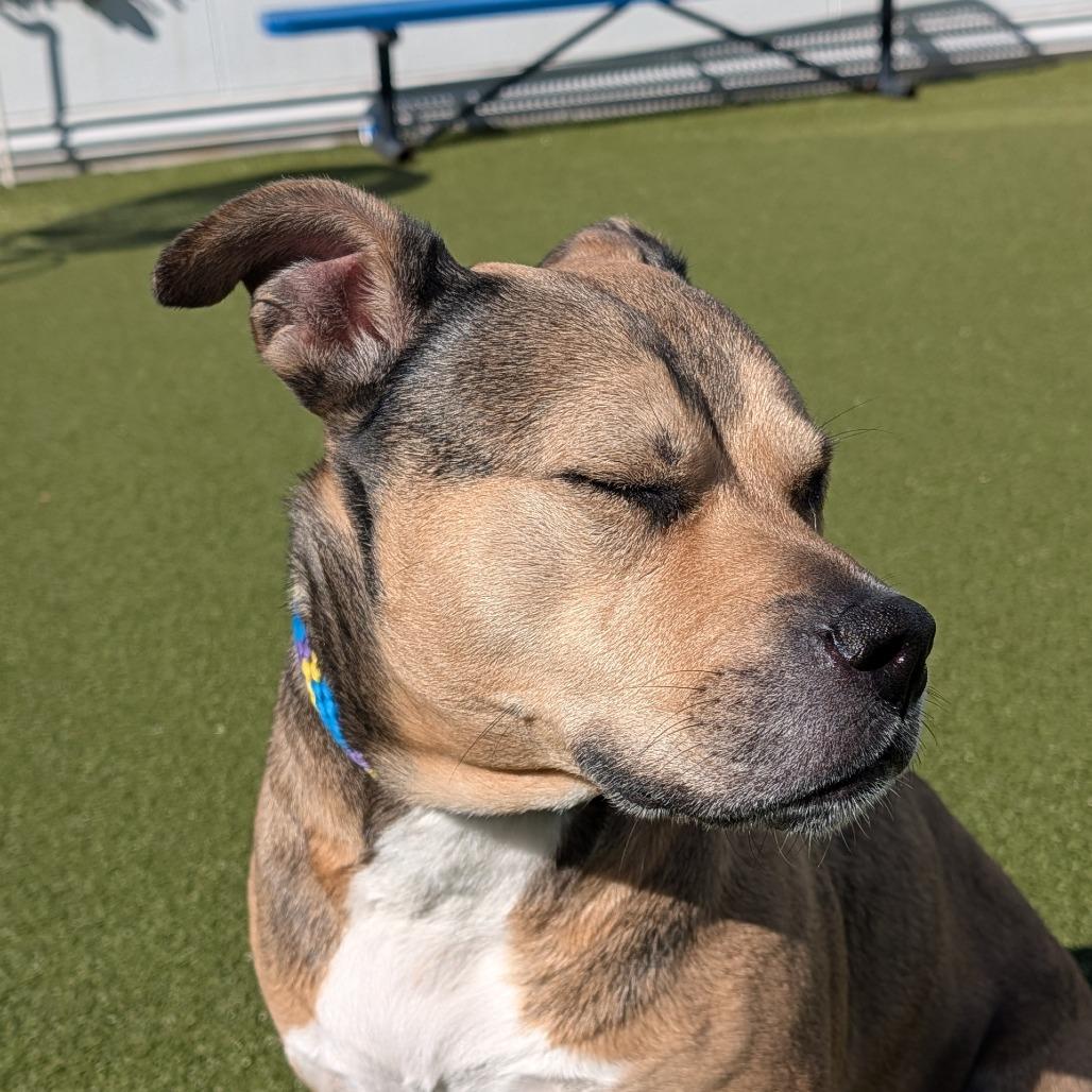 Enlarge Bailey 2, a Adoptable mixed breed in Tampa, FL image 2/6