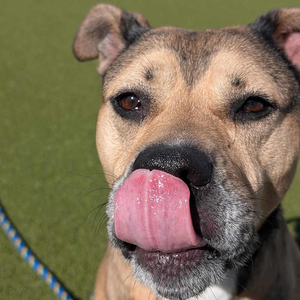 Enlarge Bailey 2, a Adoptable mixed breed in Tampa, FL image 3/6