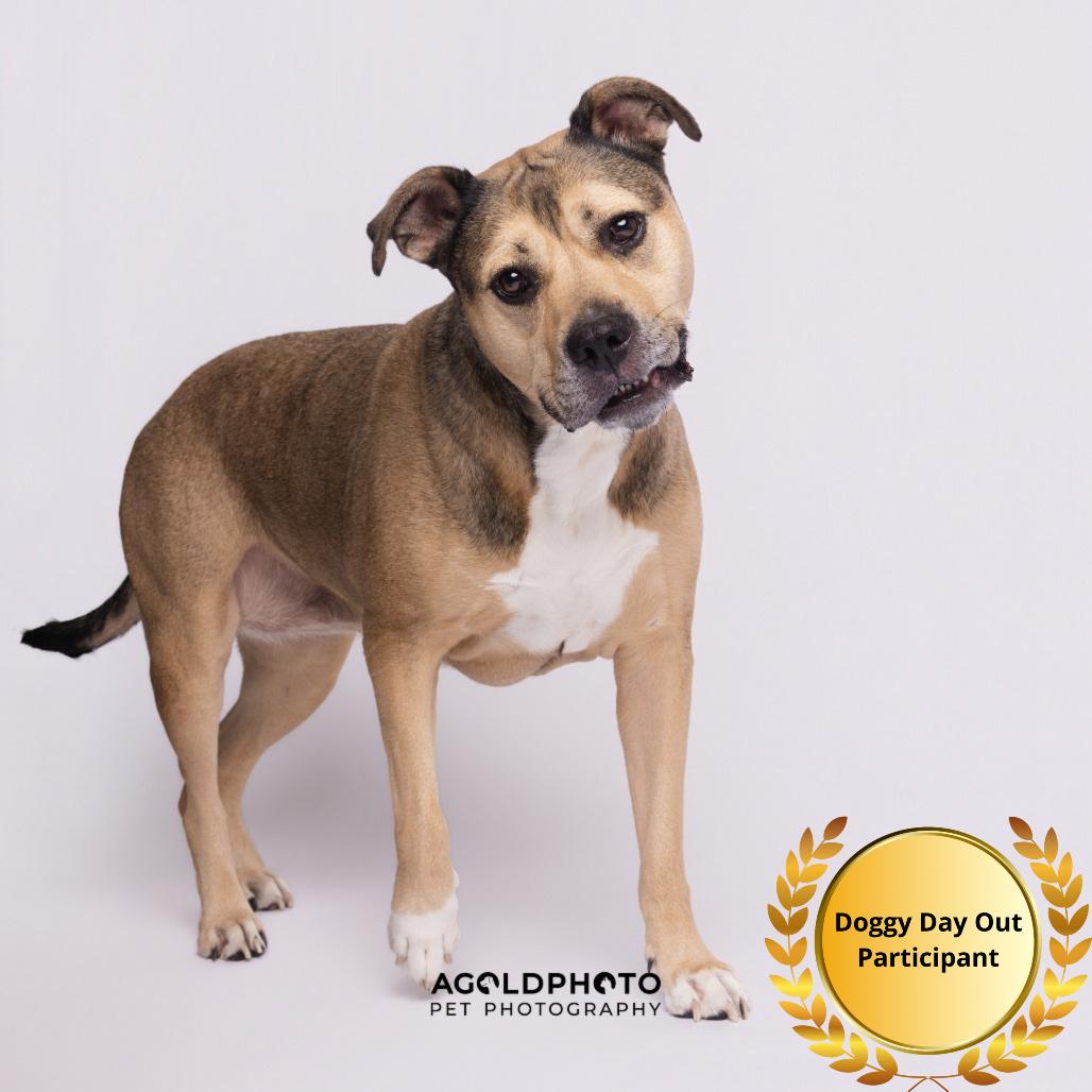 Enlarge Bailey 2, a Adoptable mixed breed in Tampa, FL image 4/6