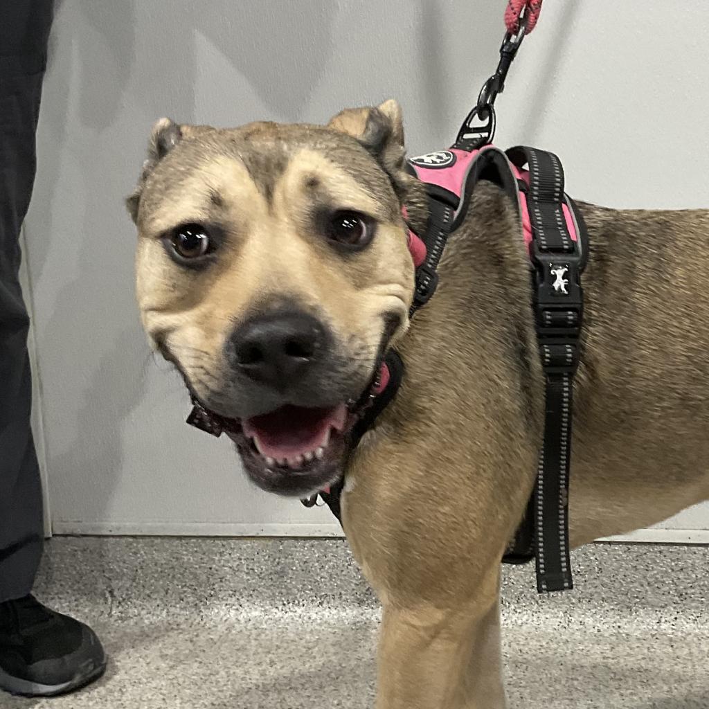 Enlarge Bailey 2, a Adoptable mixed breed in Tampa, FL image 5/6