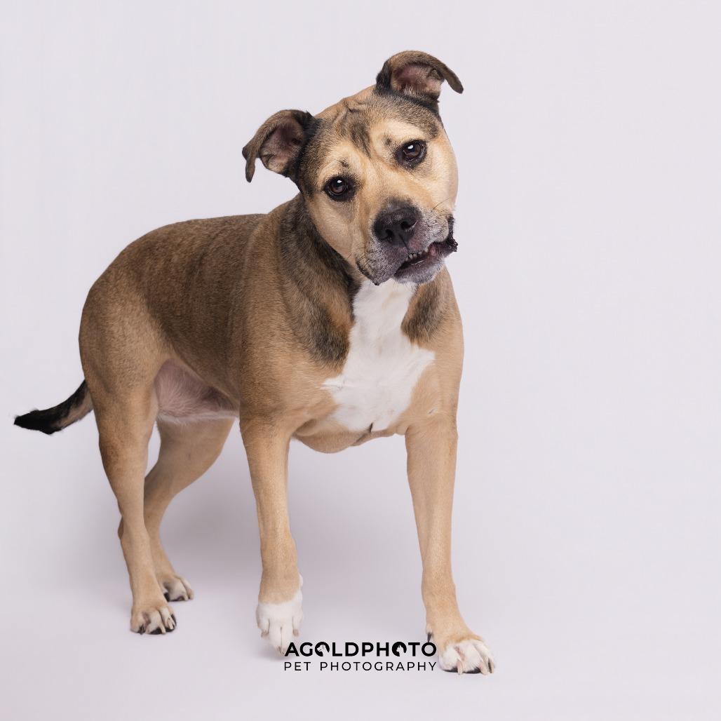 Enlarge Bailey 2, a Adoptable mixed breed in Tampa, FL image 6/6