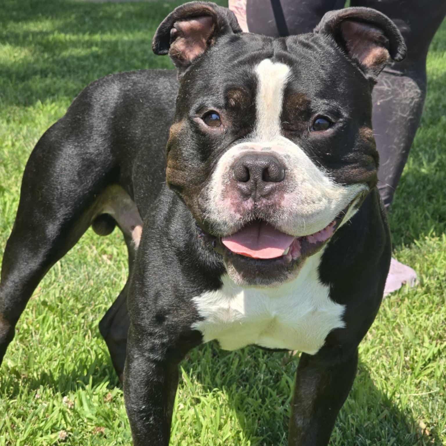 Mingo