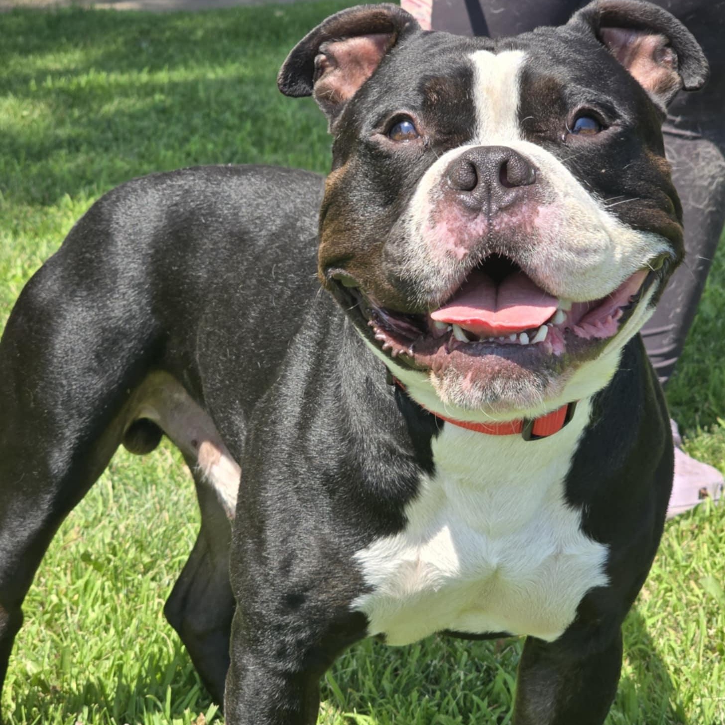 Mingo, Adult Male English Bulldog