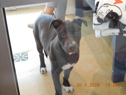 Tejas, Adoptable, Young Female Labrador Retriever & Mixed Breed.