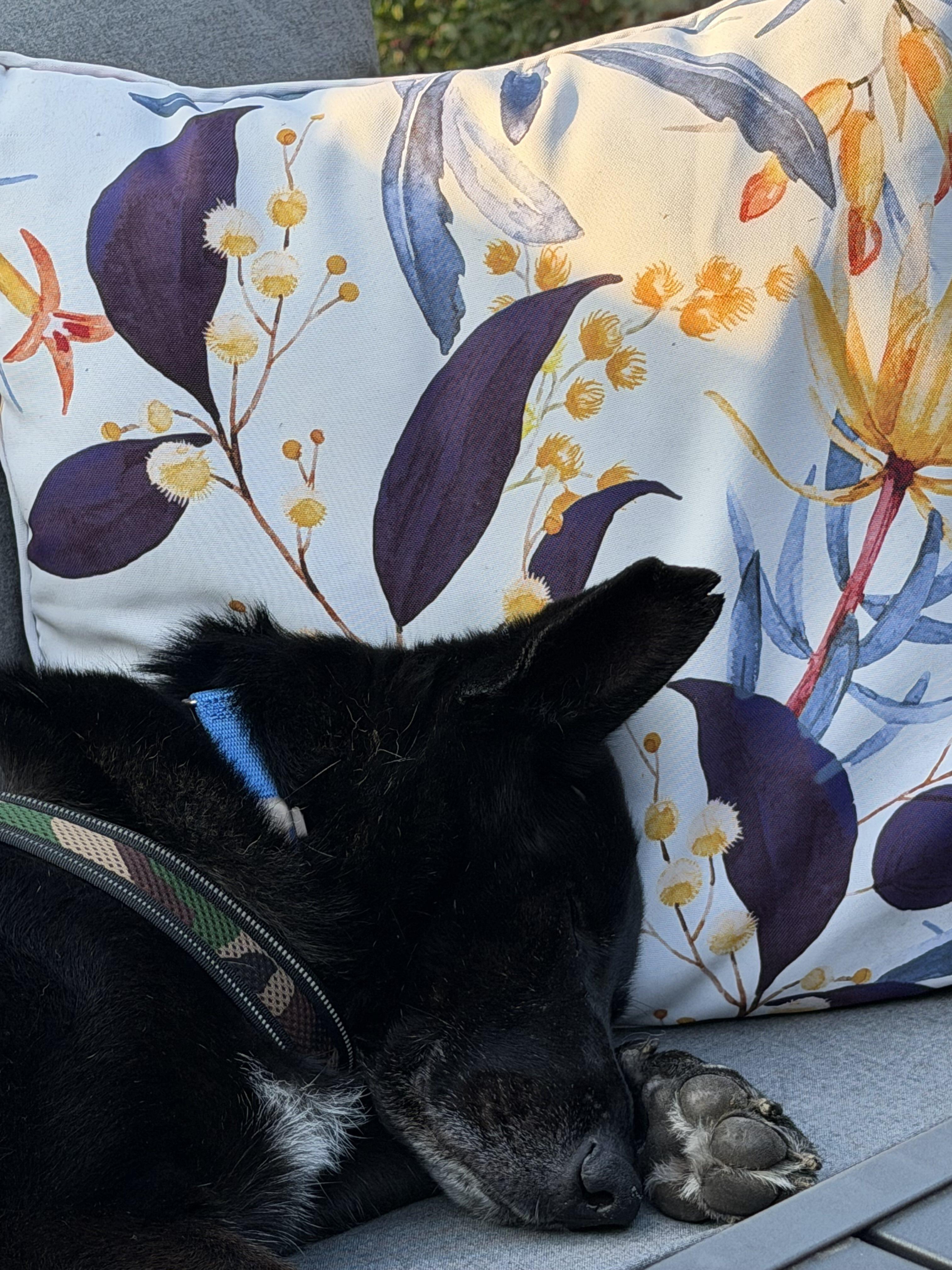 Ozzy, Adoptable, Senior Male Australian Kelpie.