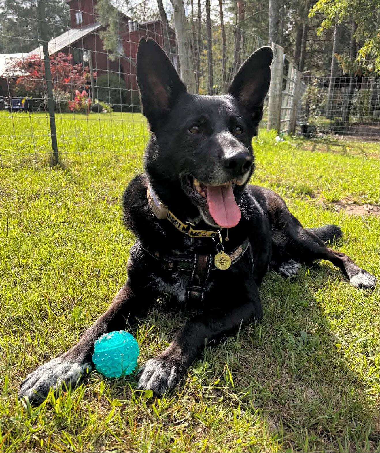 Enlarge Ozzy, a Adoptable mixed breed in Erin, ON image 2/6