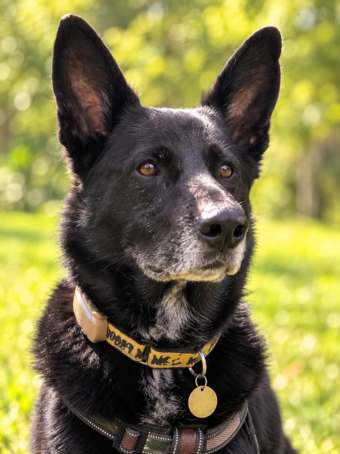 Enlarge Ozzy, a Adoptable mixed breed in Erin, ON image 3/6