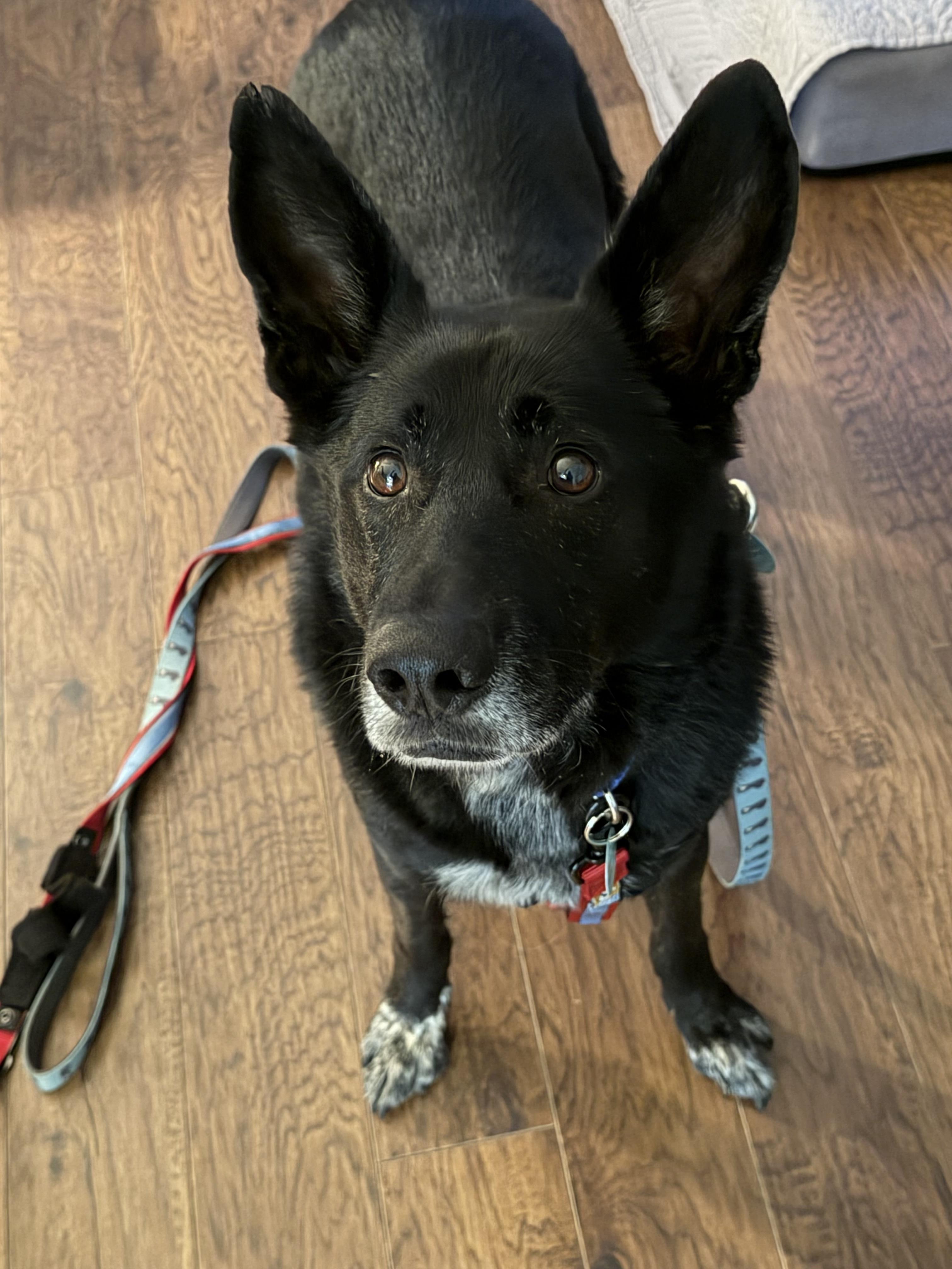 Enlarge Ozzy, a Adoptable Australian Kelpie in Erin, ON image 2/3