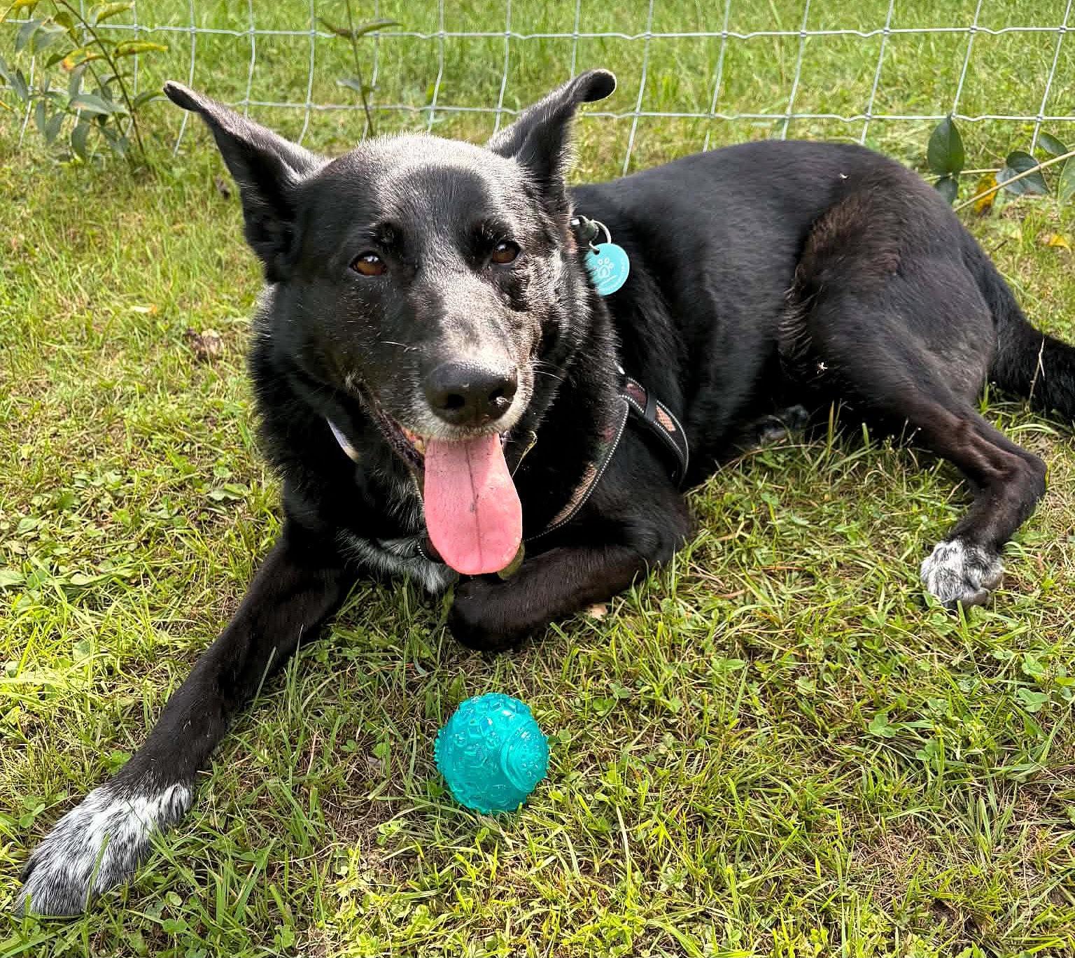 Enlarge Ozzy, a Adoptable mixed breed in Erin, ON image 6/6