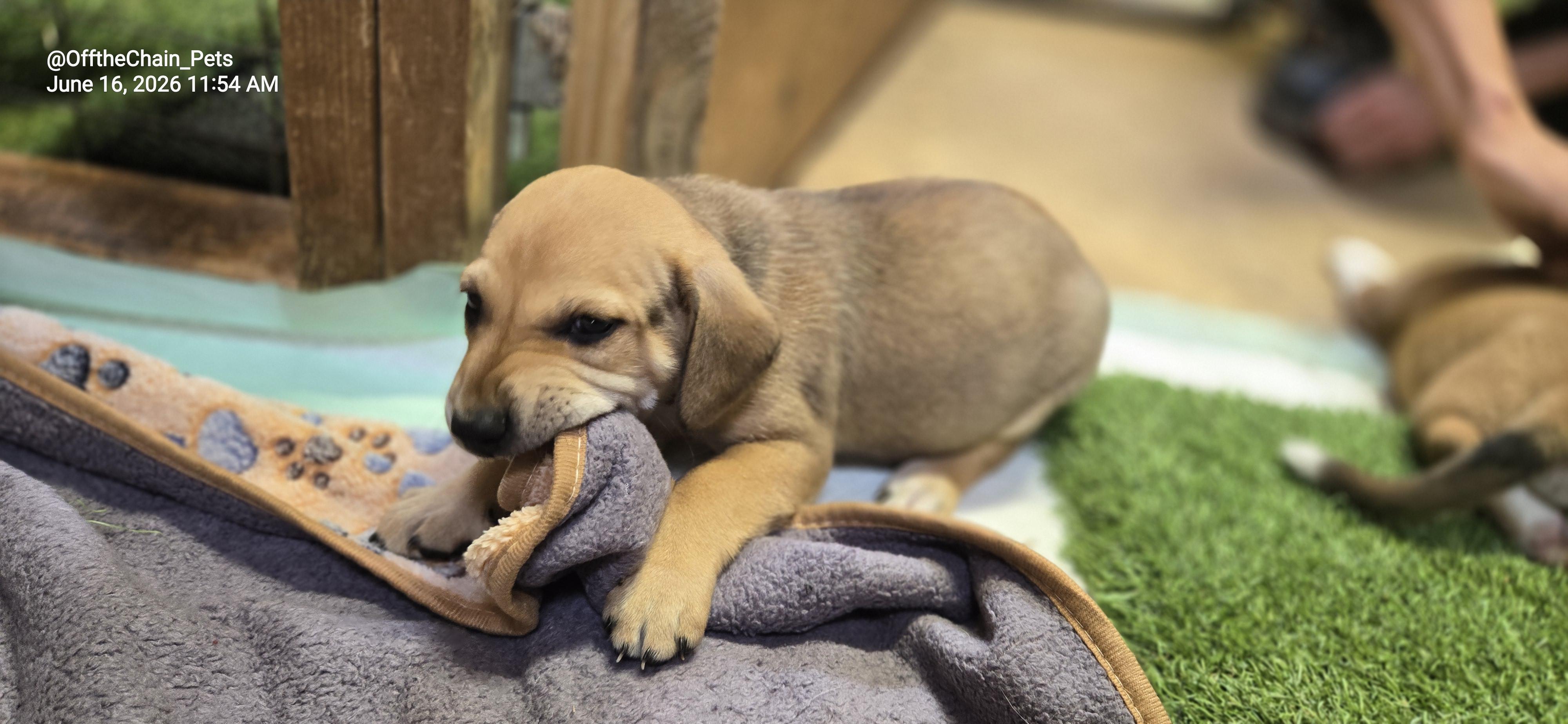 Jezzibelle aka "Jezzy", Adoptable, Puppy Female American Staffordshire Terrier & Beagle.