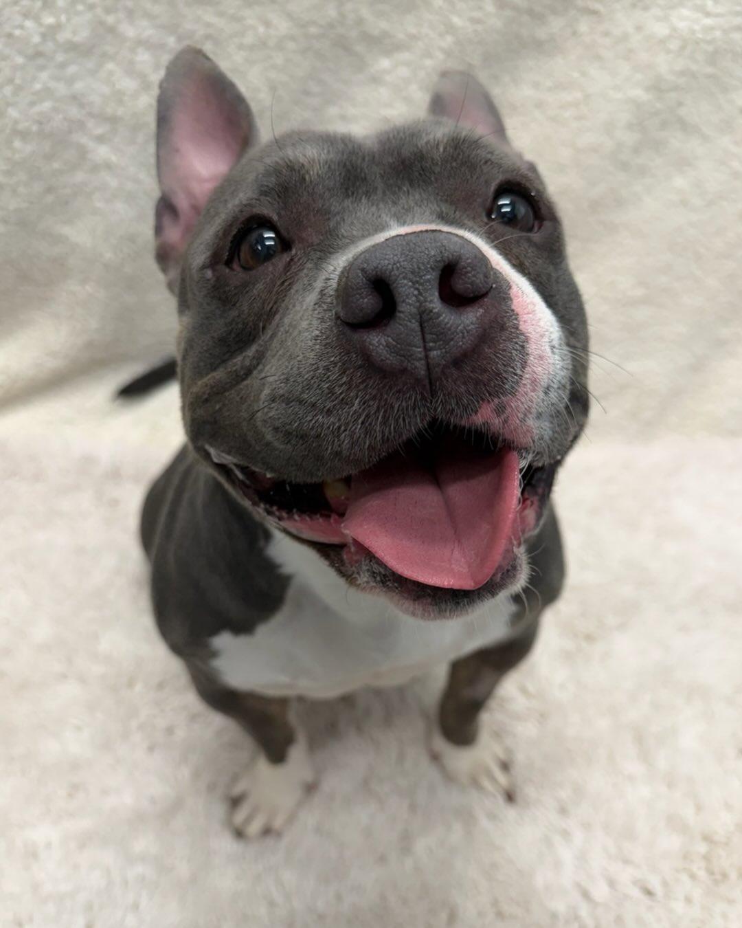 Tootsie Tag 616, ADOPTABLE, Adult Female Pit Bull Terrier.