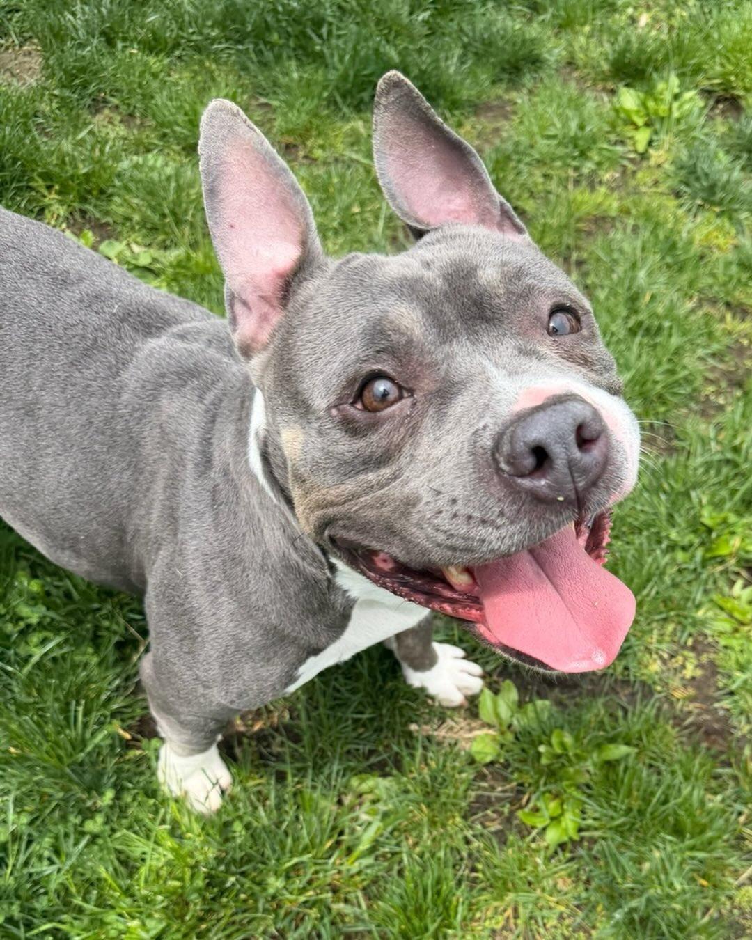 Tootsie Tag 616, a ADOPTABLE mixed breed in Central Islip, NY image 2/2