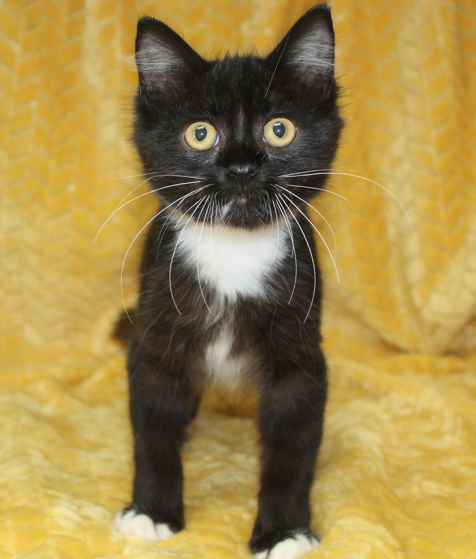 Ashlynn - 44123, Adopted, Young Female Domestic Medium Hair.