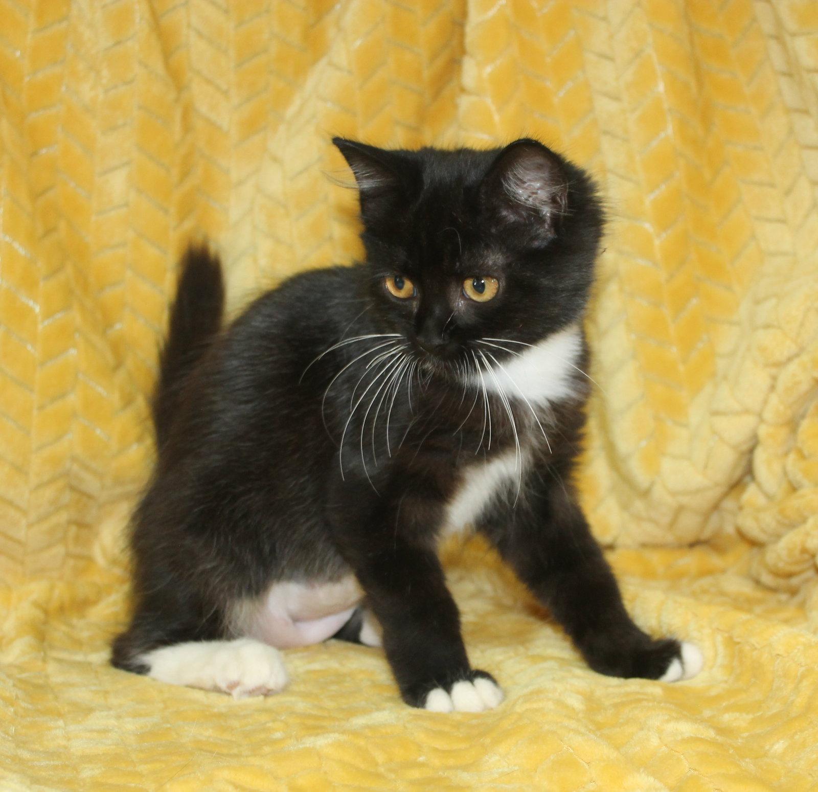 Ashlynn - 44123, a Adopted Domestic Medium Hair in Prattville, AL image 2/3