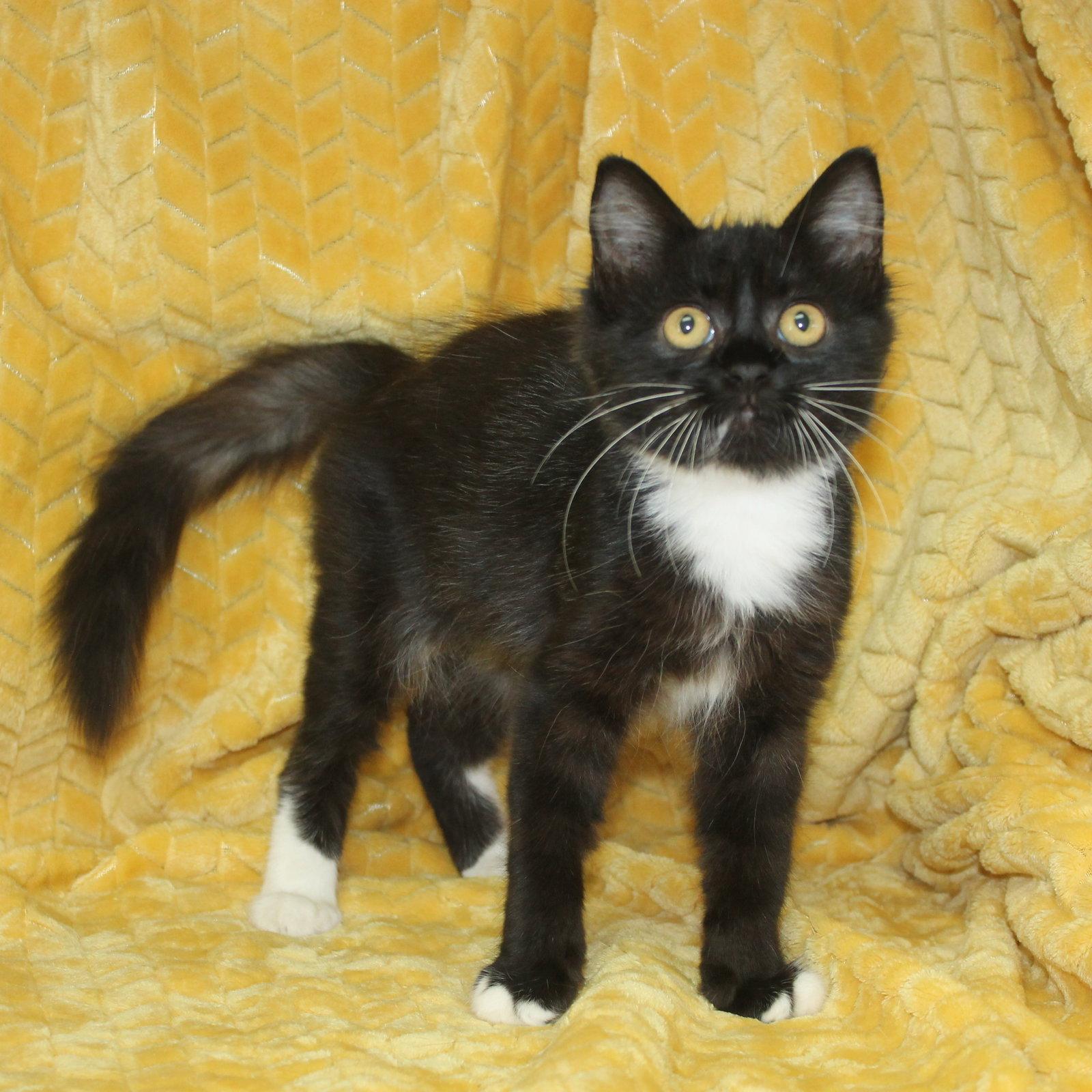 Ashlynn - 44123, a Adopted Domestic Medium Hair in Prattville, AL image 3/3