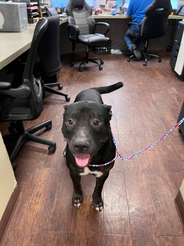 Dog Kennel #15, Adoptable, Adult Male Pit Bull Terrier & Mixed Breed.