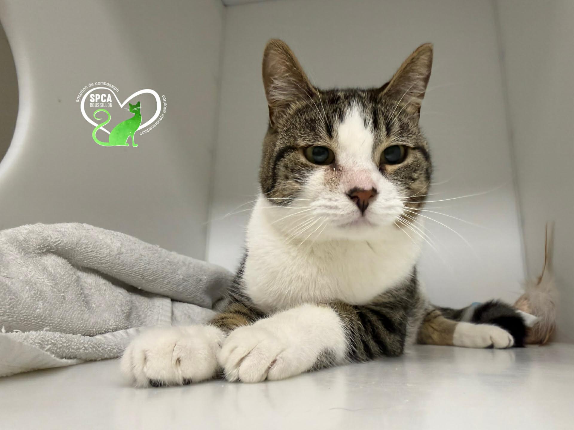 Folie, adopted, Adult Female Domestic Short Hair.