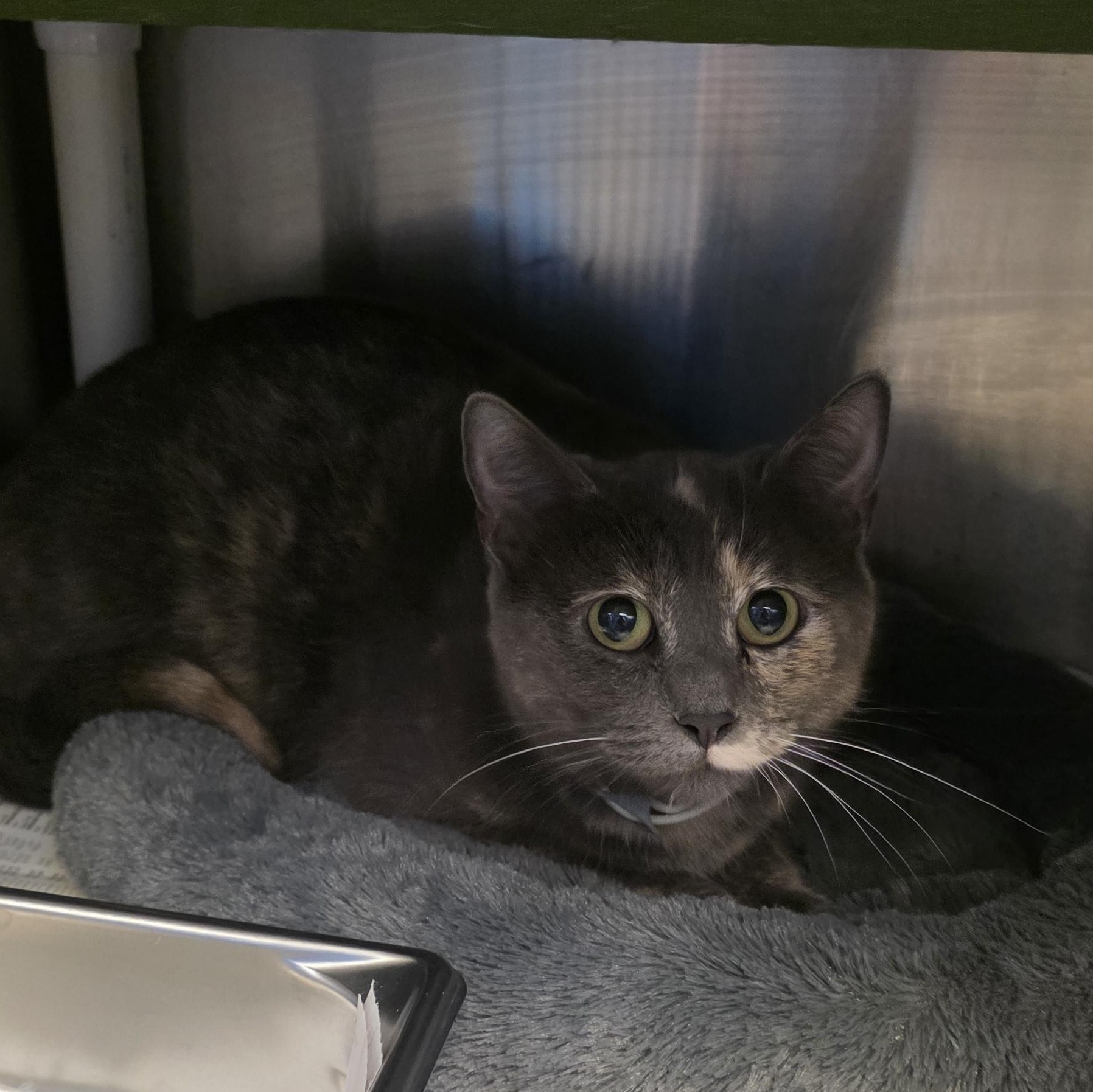 26-0189 "Chicke', ADOPTABLE, Adult Female Domestic Short Hair.