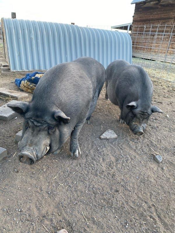 Enlarge Daisy / Duke, a Adoptable Pig in Eagle Mountain, UT image 1/3