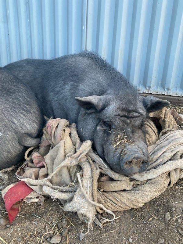 Enlarge Daisy / Duke, a Adoptable Pig in Eagle Mountain, UT image 2/3