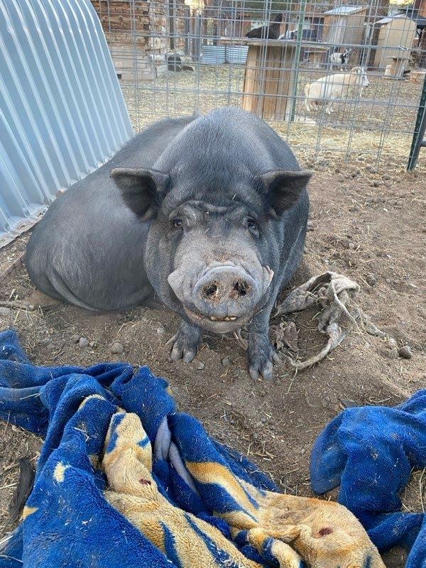 Enlarge Daisy / Duke, a Adoptable Pig in Eagle Mountain, UT image 3/3