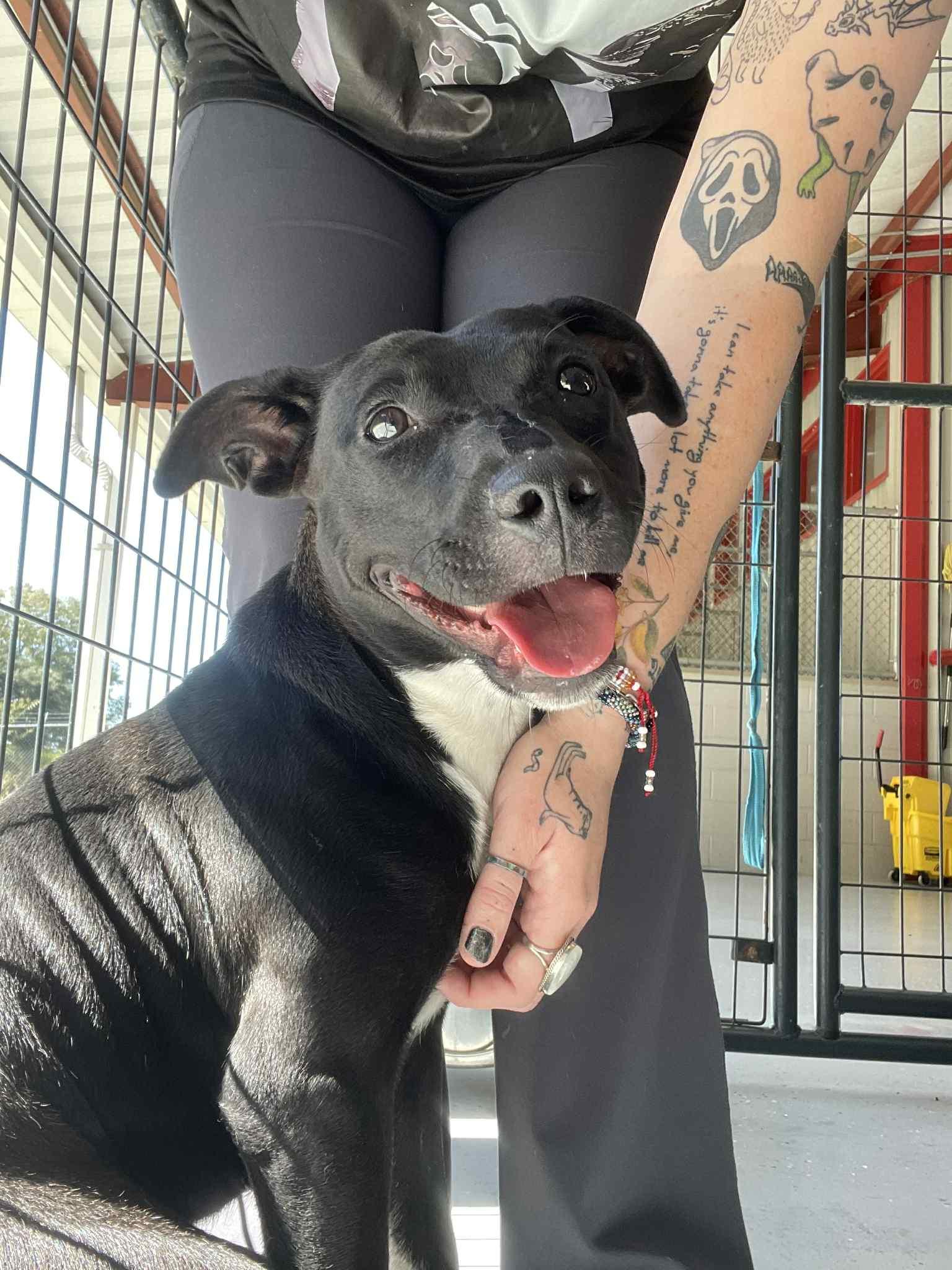 Enlarge Billie, a Adoptable Pit Bull Terrier in Bishopville, SC image 1/2