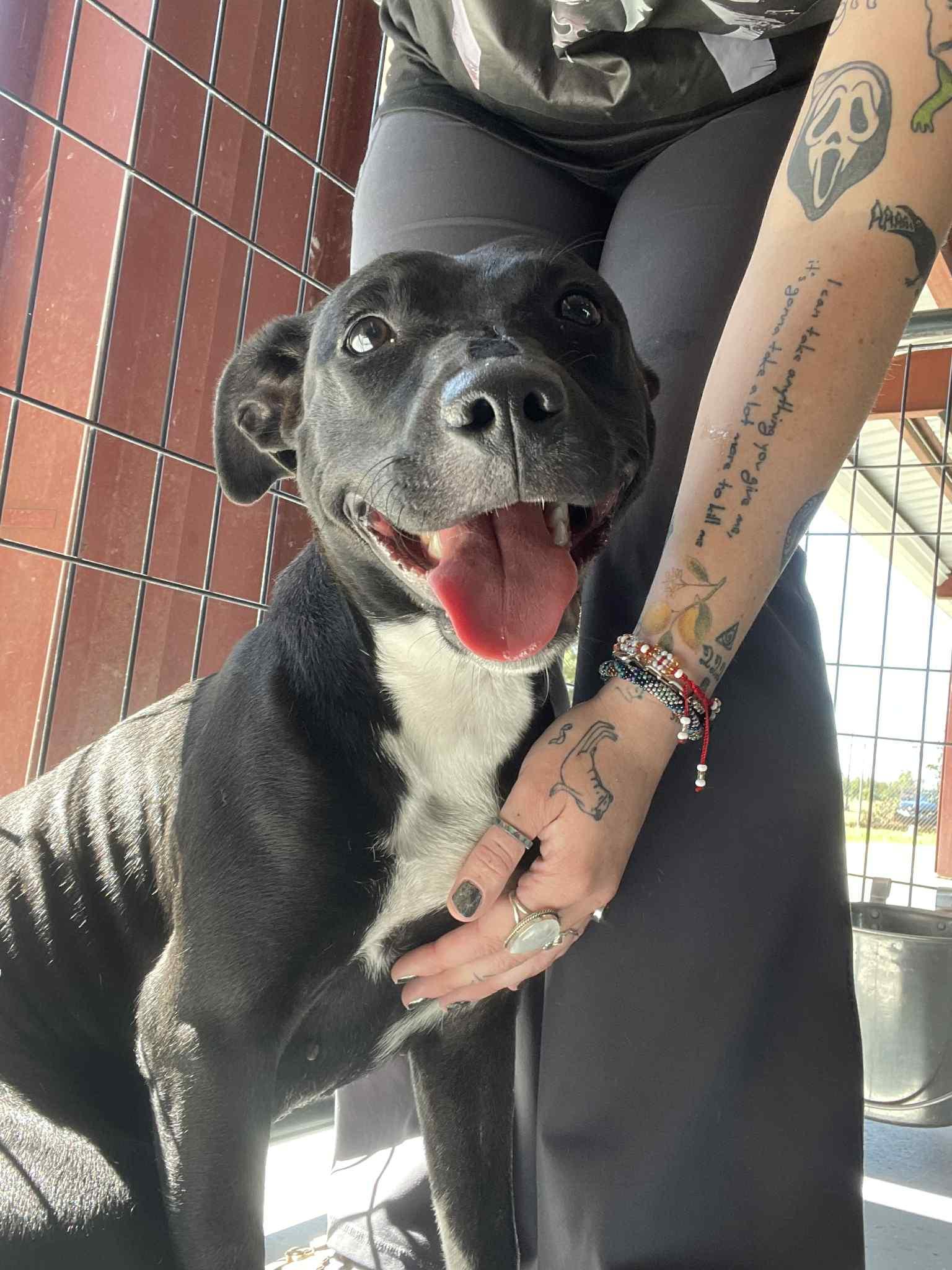 Enlarge Billie, a Adoptable Pit Bull Terrier in Bishopville, SC image 2/2