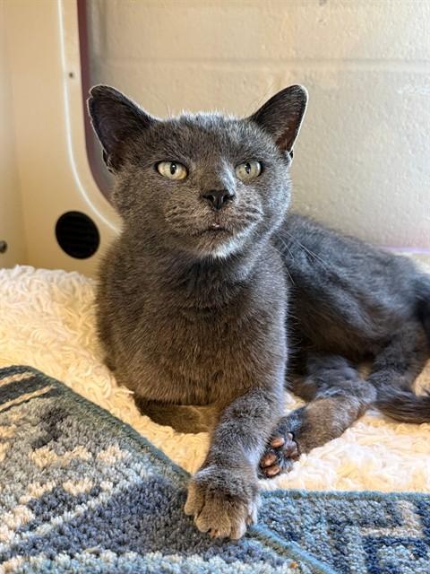 SILVER MIST, Adoptable, Young Female Domestic Short Hair.
