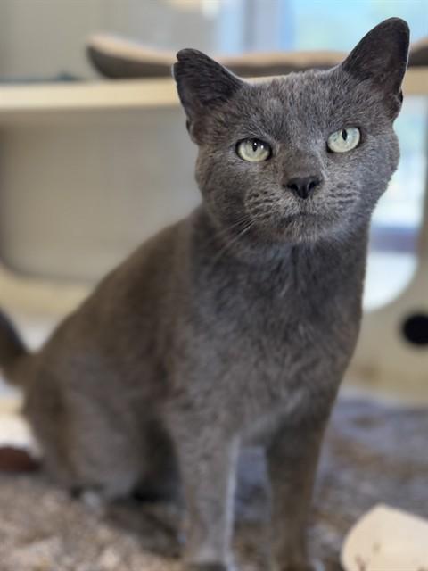 SILVER MIST, Adoptable, Young Female Domestic Short Hair.